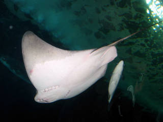 Das Aquarium of the Bay in San Francisco, Kalifornien © Noahudlis