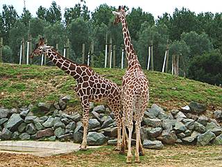 Giraffen im Colchester Zoo &copy; Martin Pettitt