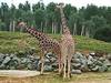 Giraffen im Colchester Zoo &copy; Martin Pettitt