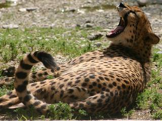 © Zoo Schmiding